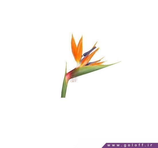 گل استرزیا - Strelitzia | گل آف
